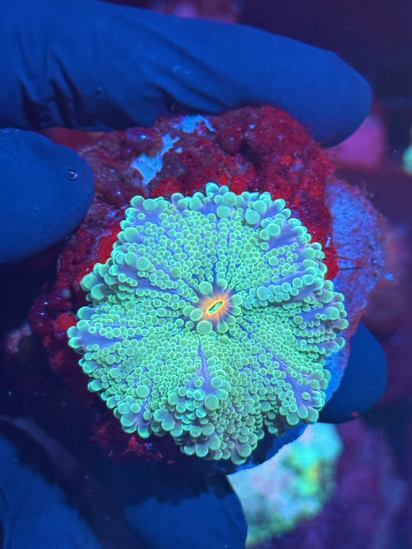 JEA Laser Eye Yuma Mushroom Coral