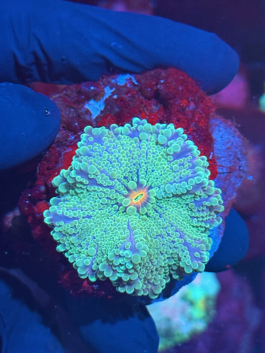 JEA Laser Eye Yuma Mushroom Coral