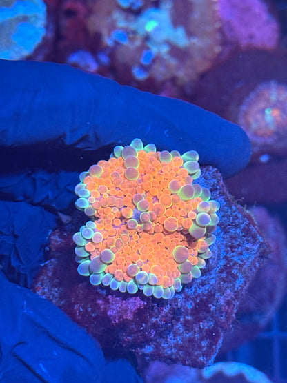 JEA Rainbow Gumdrop Bubble Yuma Mushroom Coral