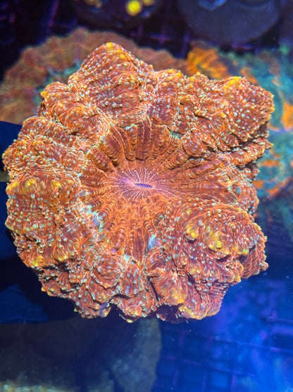 Gold Glitter Acanthophyllia Meat Coral XL