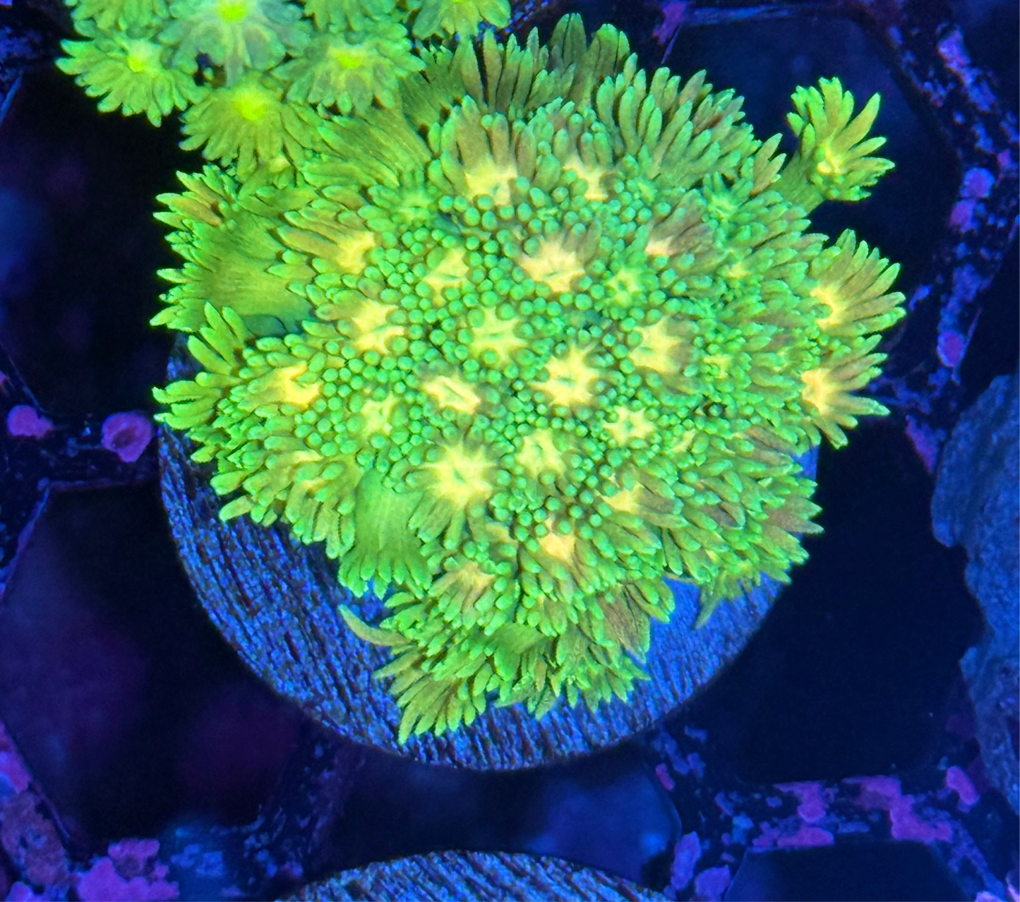 JEA Limeade Goniopora Coral XL Frag