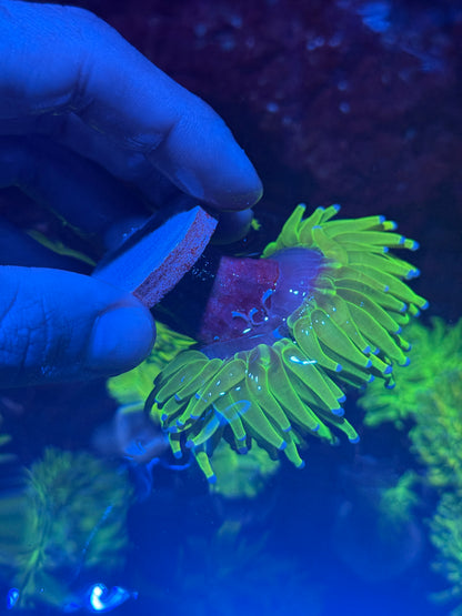 JEA Holy Grail Torch Coral 2 Heads XL