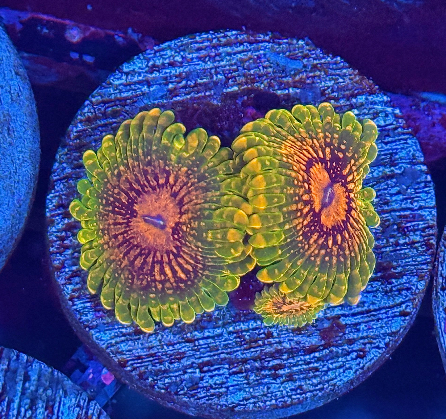 GMK Grand Master Krakatoa Zoanthid Coral 3 Polyps