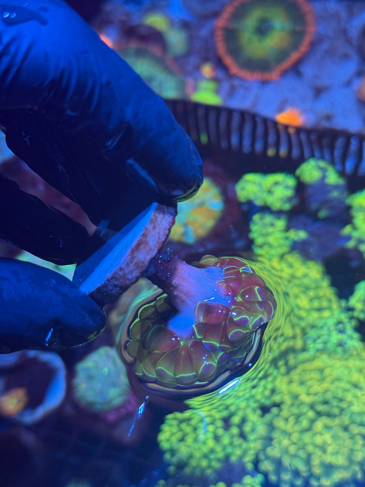 Hologram Hammer Coral Splitting 3 Heads