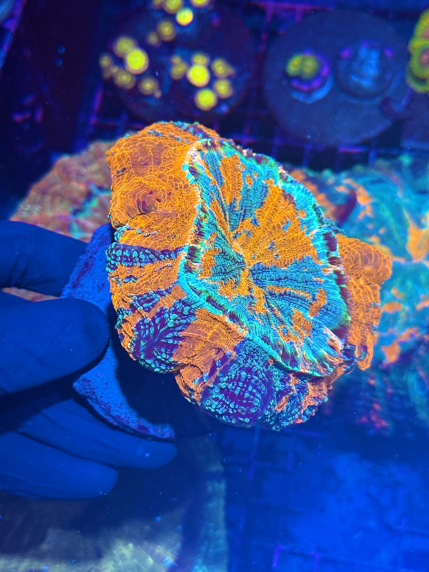 Glitter Style Acanthophyllia Meat Coral BRIGHT XXL