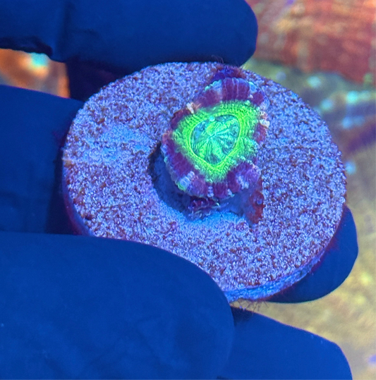 JEA Plasma Splash Asian Acans 1 Head