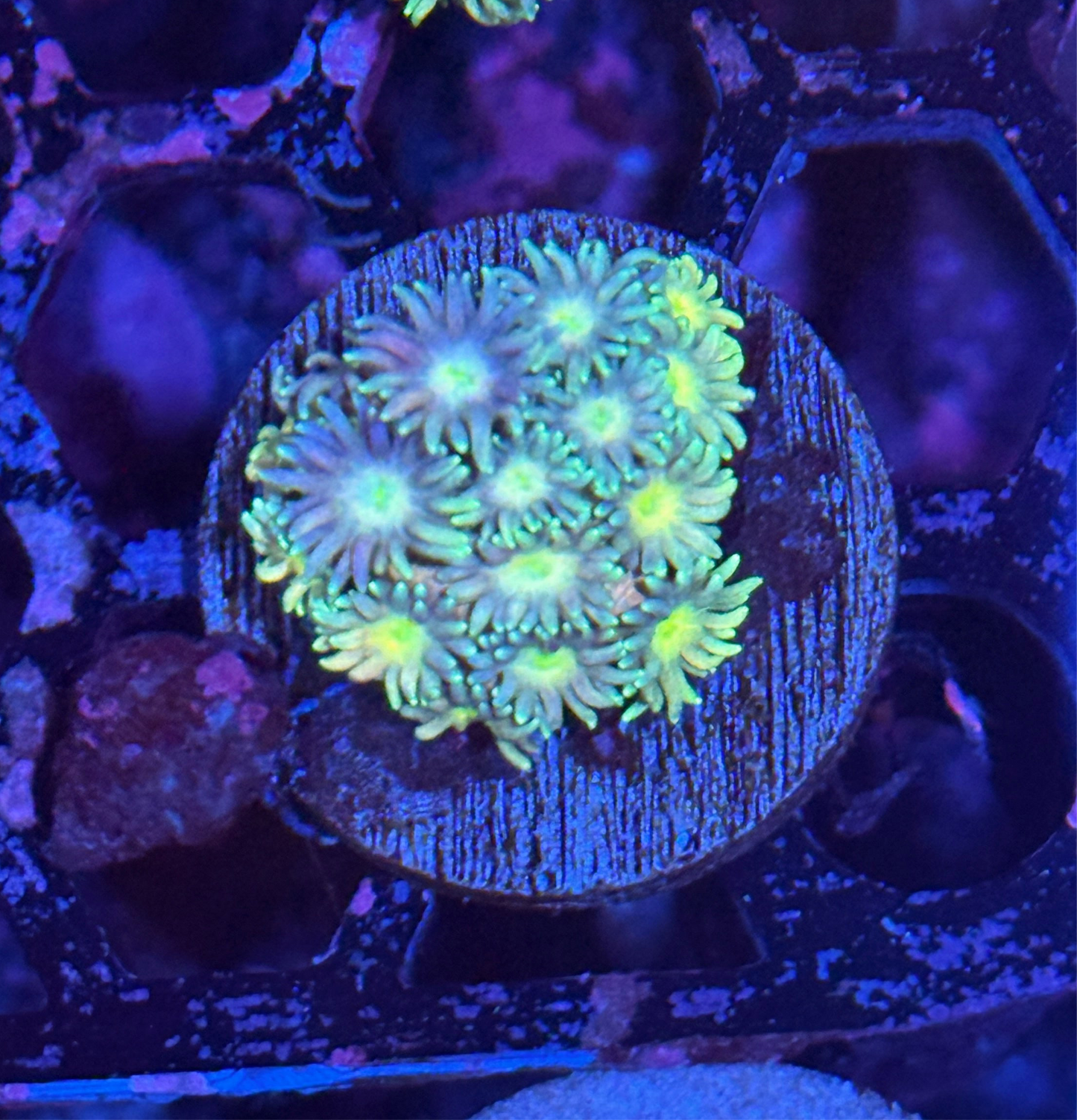 JEA NightWalker Goniopora Coral