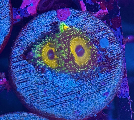 JEA Godbeast Zoanthid Coral 3 Polyps