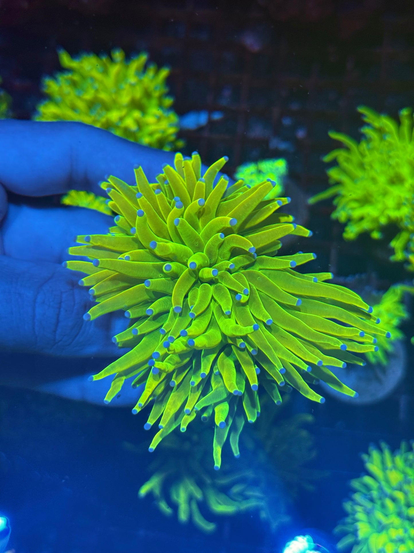 JEA Holy Grail Torch Coral 2 XL Heads