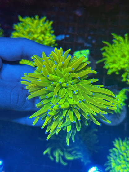 JEA Holy Grail Torch Coral 2 XL Heads