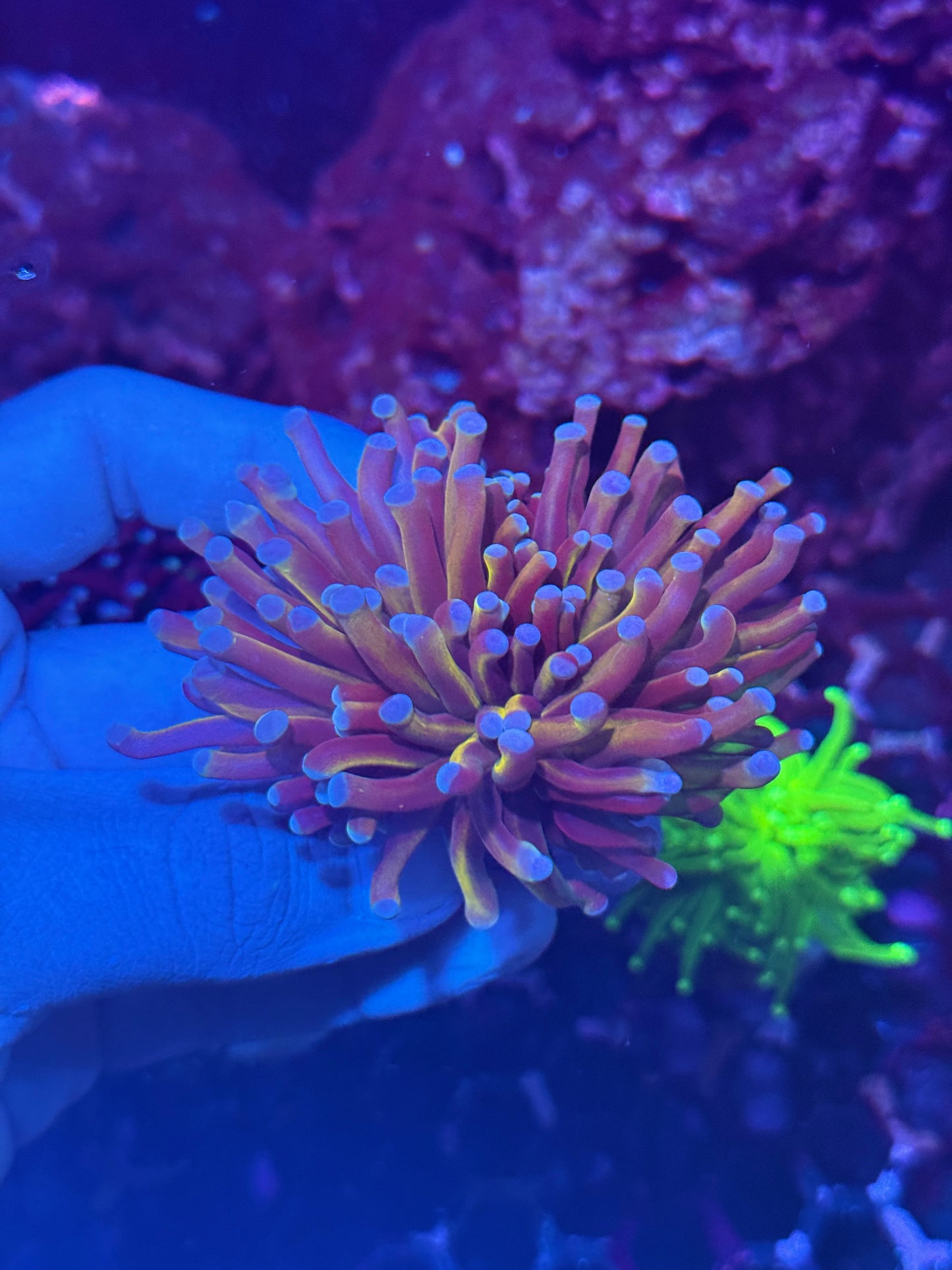 JEA Dragon Master Torch Coral Splitting Heads XL