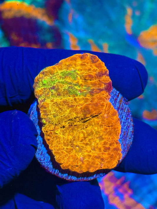 JEA Rainbow Chalice Coral