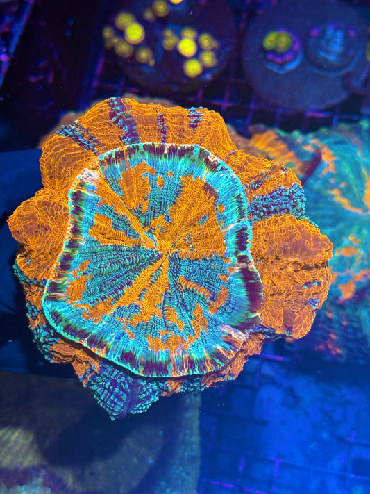 Glitter Style Acanthophyllia Meat Coral BRIGHT XXL