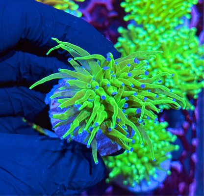 JEA Todd’s Torch Coral 1 Heads