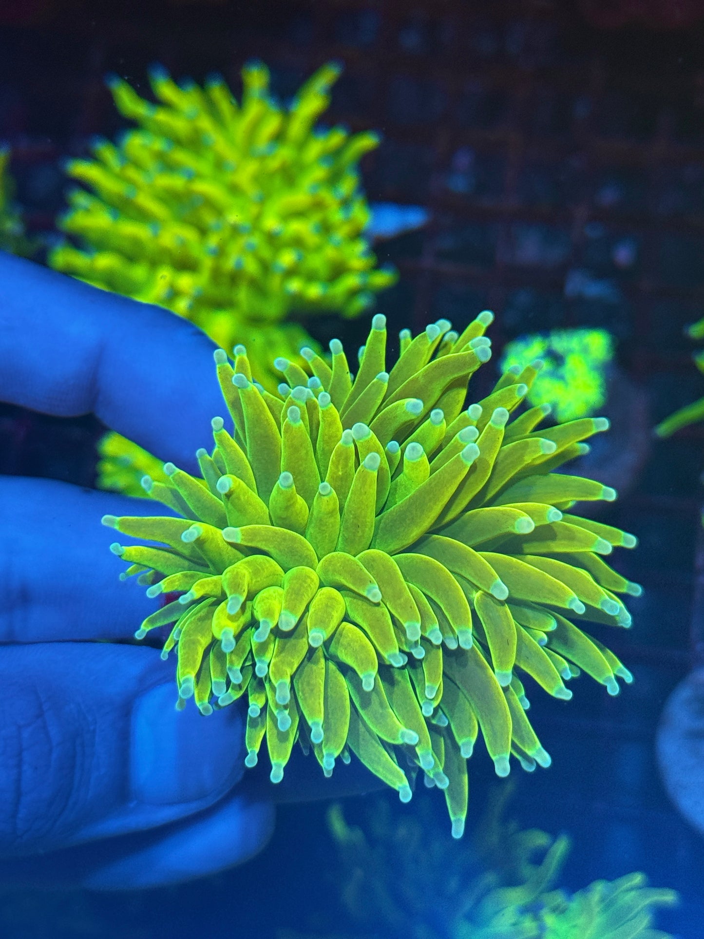 JEA Frost Bite Holy Grail Torch Coral 1 XL Head