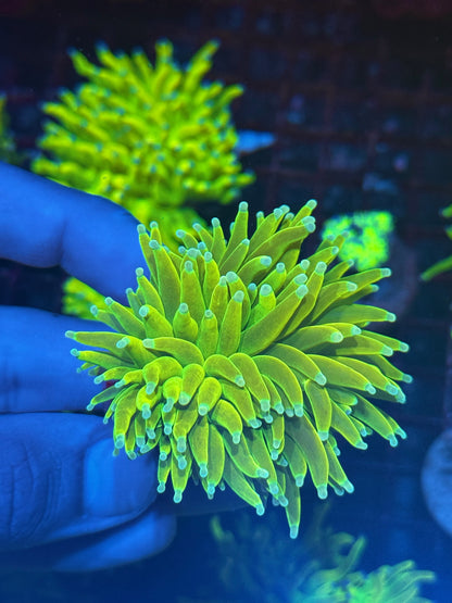 JEA Frost Bite Holy Grail Torch Coral 1 XL Head