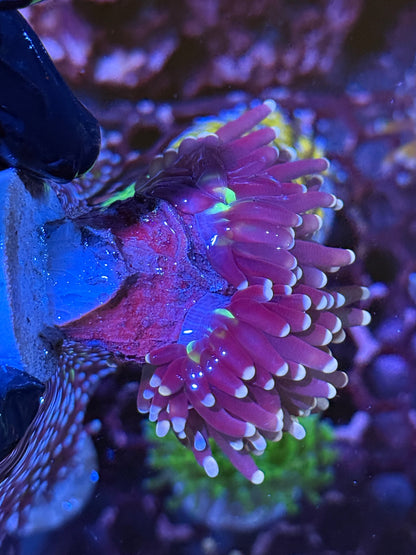 JEA Malaysian Fat Head Joker Torch Coral 2 XL Heads