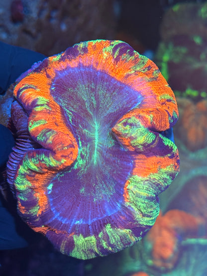 Multicolor Trachyphyllia Meat Coral XL Bright