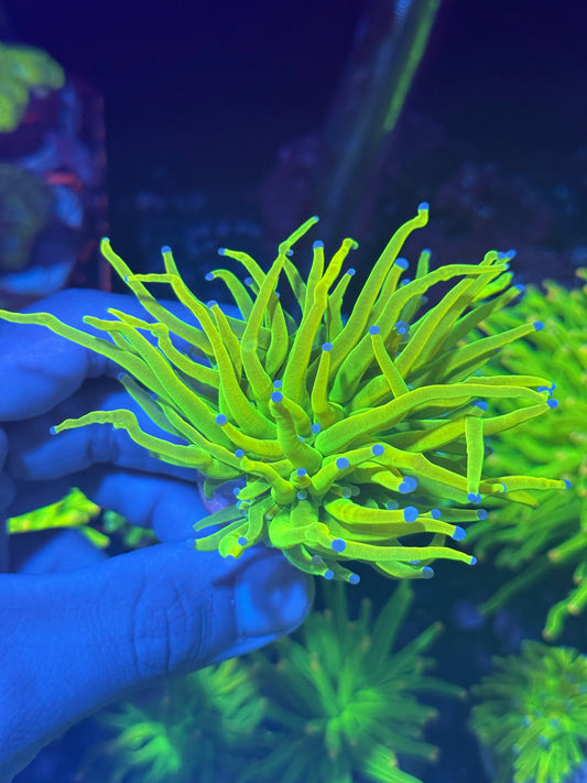 JEA Holy Grail Torch Coral 1 XL Head