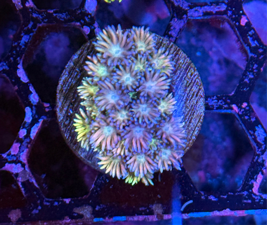 JEA Rainbow Unicorn Goniopora Coral