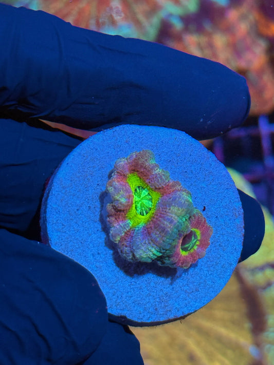 JEA Rainbow Lollipop Asian Acans 2 XL Polyps * NEW RELEASE LIMITED*
