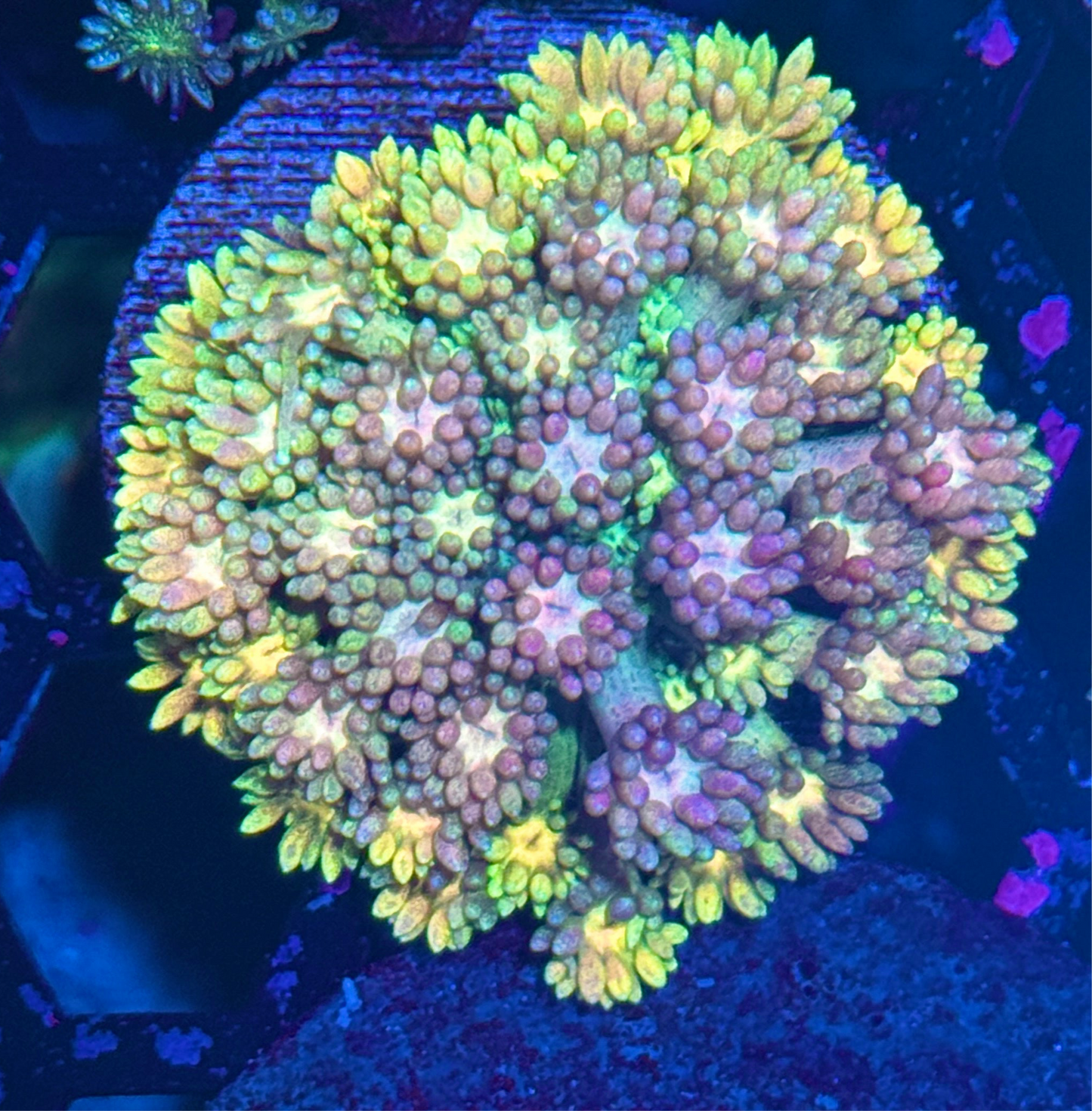 Rainbow Sparkler Goniopora Coral XL Frag