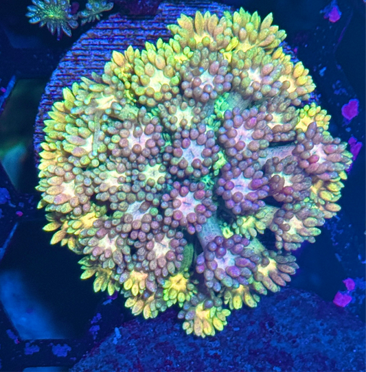 Rainbow Sparkler Goniopora Coral XL Frag