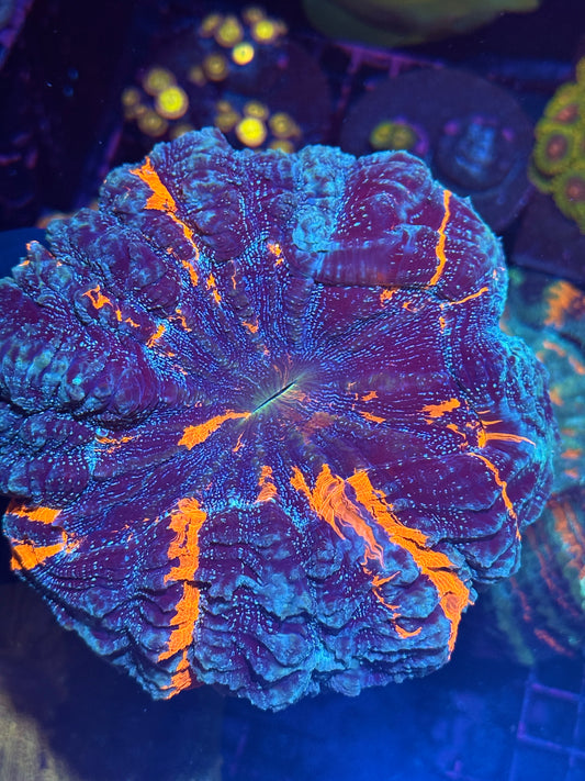 Blue Glitter Acanthophyllia Meat Coral XL