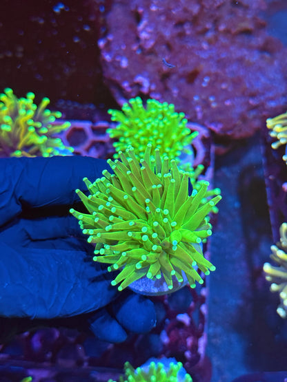 JEA Key Lime Pie Torch Coral 1 XL Head