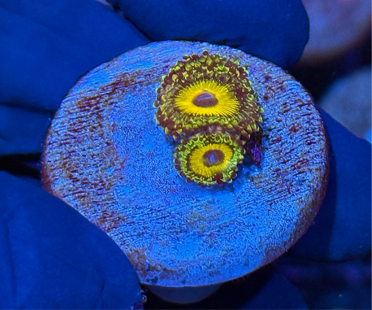 JEA Godbeast Zoanthid Coral 2 XL Polyps