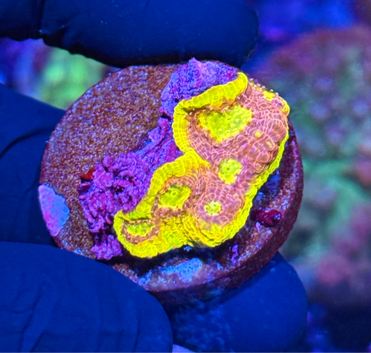 JEA Flaming Bugatti Chalice Coral