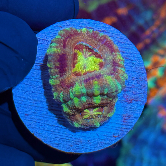 JEA Rainbow Nuke Asian Acans 2 XL Heads *New Release LIMITED*