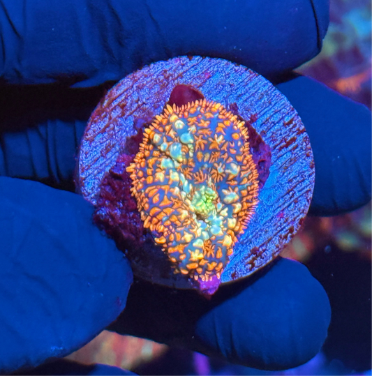 JEA Bubonic Bouncing Rhodactis Coral