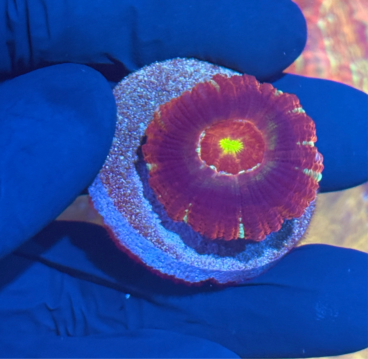 JEA Evil Eye Asian Acans 4 Heads