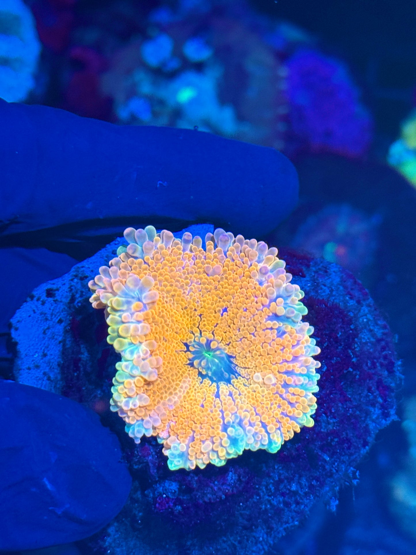 JEA Pink Panties Yuma Mushroom Coral XL