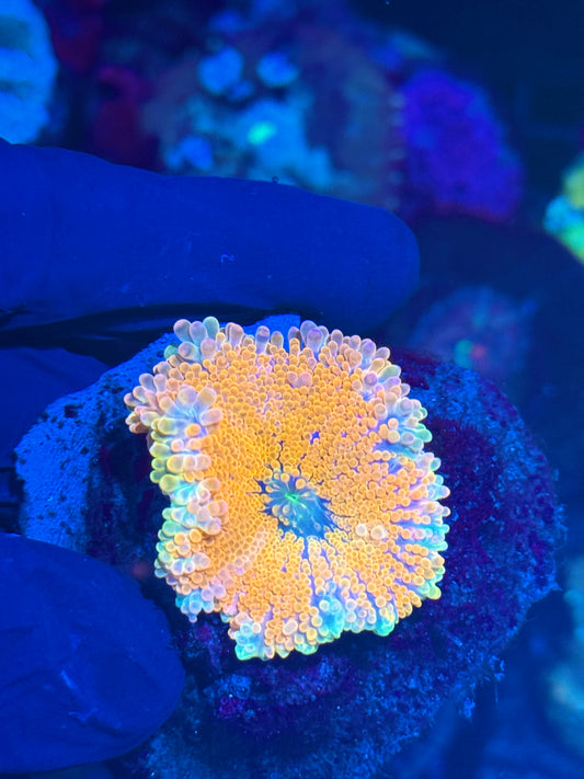 JEA Pink Panties Yuma Mushroom Coral XL