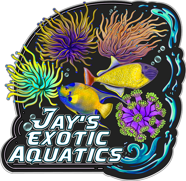 JEA Coral Auctions