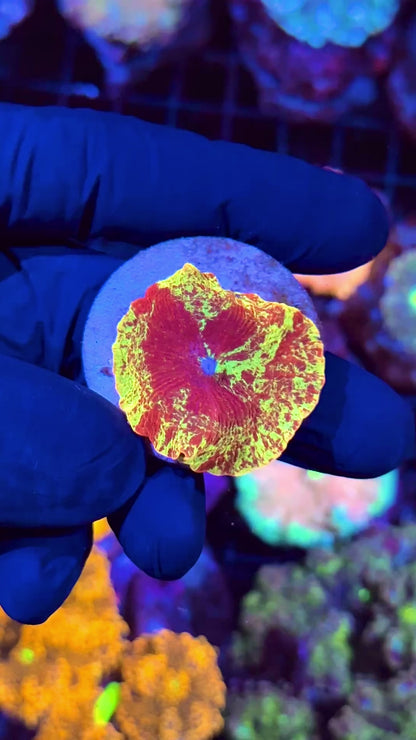 JEA Eclectus Mushroom Coral AQUACULTURED INSANE Streaks