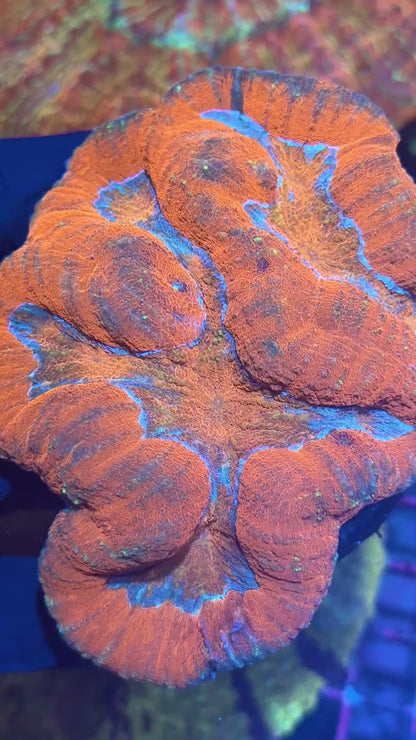 Insane Bright Orange Lobophyllia Meat Coral XXL