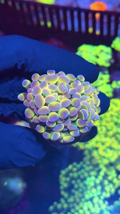 KDR Rainbow Hammer Coral Splitting 3 Ways