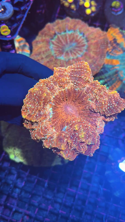 Gold Glitter Acanthophyllia Meat Coral XL