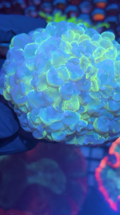 Marbled Splatter Bubble Coral XXL Show Sized