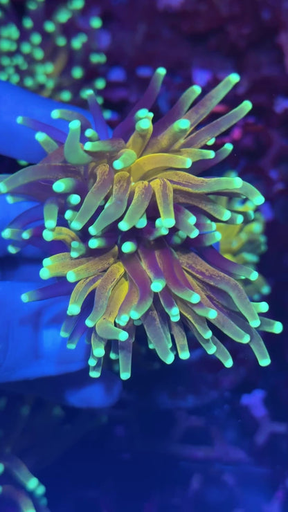 JEA Branching Tiger 2.0 2 XL Heads Crazy Extension BRIGHT