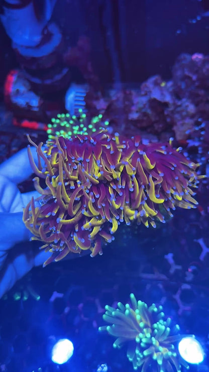 JEA Ultra New York Knicks Torch Colony 4-5 XL Heads