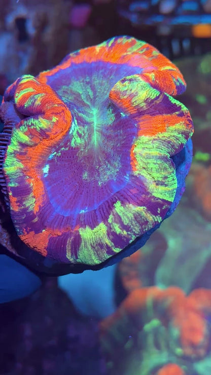 Multicolor Trachyphyllia Meat Coral XL Bright