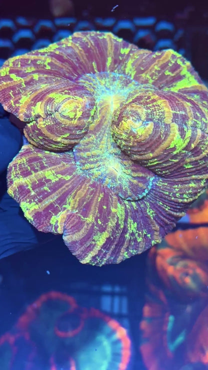 Psychedelic Trachyphyllia Meat Coral XL