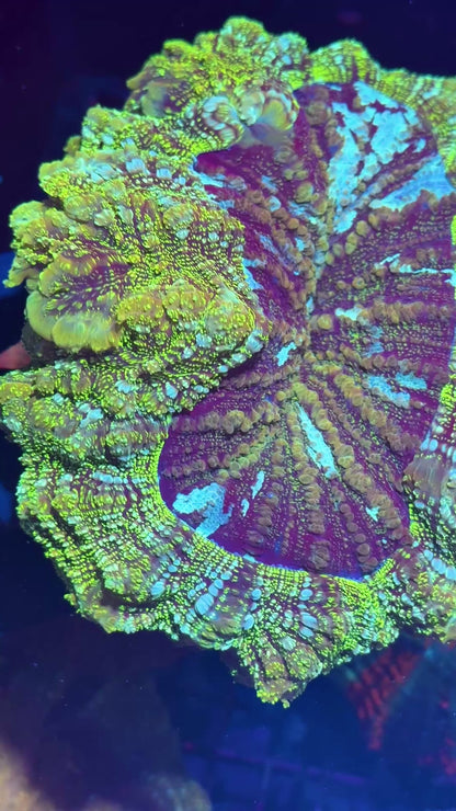 Insane Glitter Acanthophyllia Meat Coral XXXL Show Piece