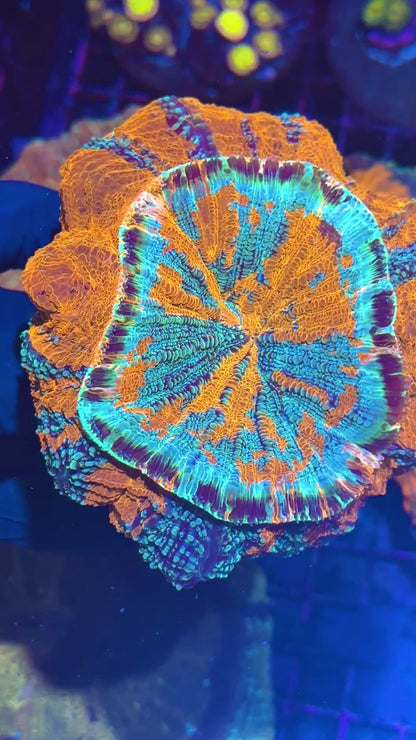 Glitter Style Acanthophyllia Meat Coral BRIGHT XXL