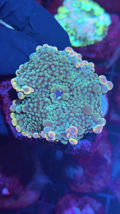 JEA Dr Frankenstein Bubble Yuma Mushroom Coral Nice Fat Skirt