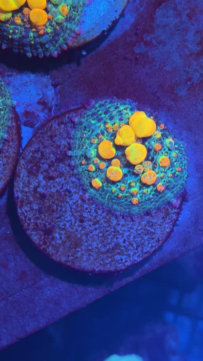 JEA OG Bounce Mushroom Coral Nice XL Bubbles